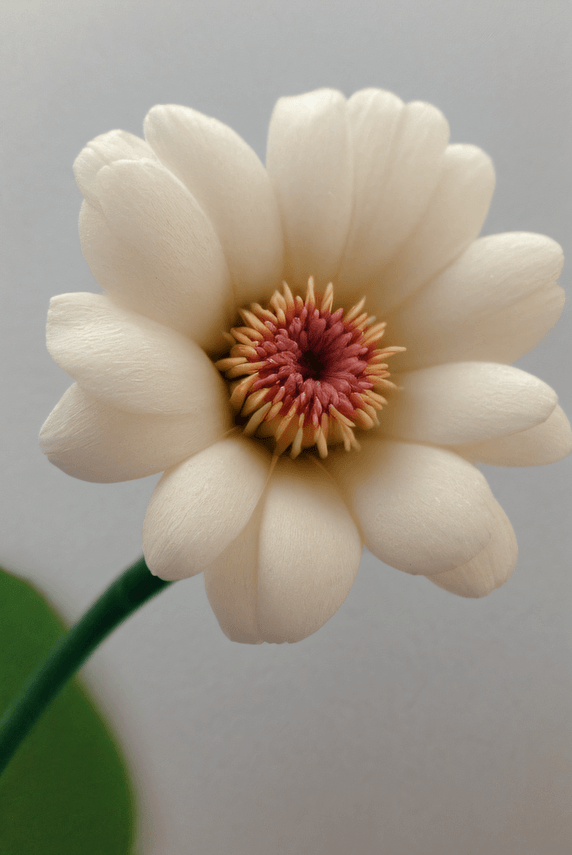 创意春天绽放的白色花朵图片30植物近景摄影