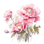 创意装饰艳丽花朵粉色水彩牡丹芍药植物