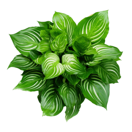 创意写实绿色植物元素立体免抠图案绿植