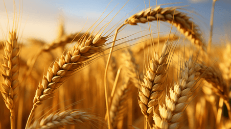 潮国创意丰收的金色麦穗摄影小麦农作物