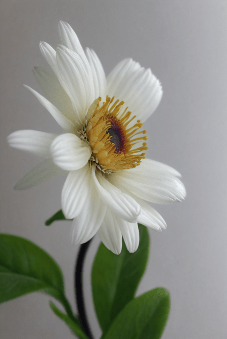 创意春天绽放的白色花朵图片9植物近景摄影