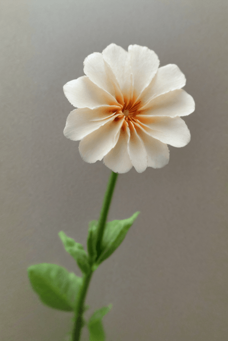 创意春天绽放的白色花朵图片20植物近景摄影