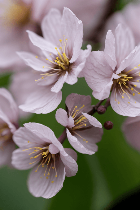 创意春天盛开的粉色桃花图片31梅花植物花卉摄影