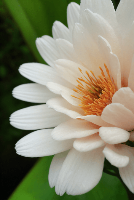 创意春天绽放的白色花朵图片48植物近景摄影