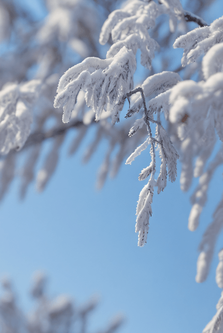 潮国创意下雪白天树枝上的积雪图片027冬天雪景