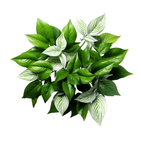 创意图形绿色植物元素立体免抠图案绿植
