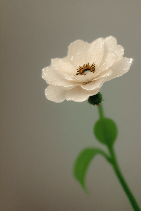创意春天绽放的白色花朵图片3植物近景摄影