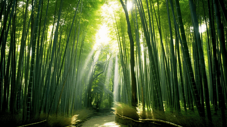 潮国创意竹林小道意境森林树林