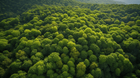 潮国创意航拍绿色森林3植物树林热带雨林
