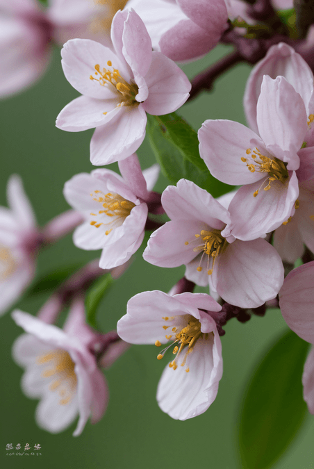 创意春天盛开的粉色桃花图片30梅花植物花卉摄影