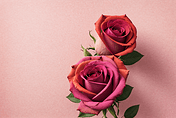 创意粉色情人节玫瑰花文艺插花艺术植物摄影图5
