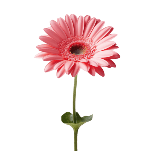 创意创意粉色菊花元素免抠图案雏菊植物春天鲜花