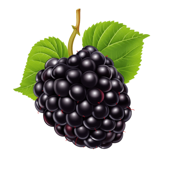 果实水果黑色桑葚元素免抠图案