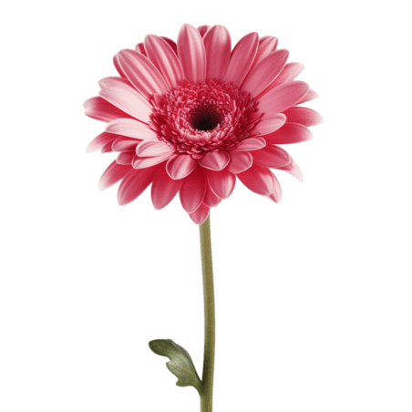 创意雏菊植物春天AICG粉色菊花元素免抠图案