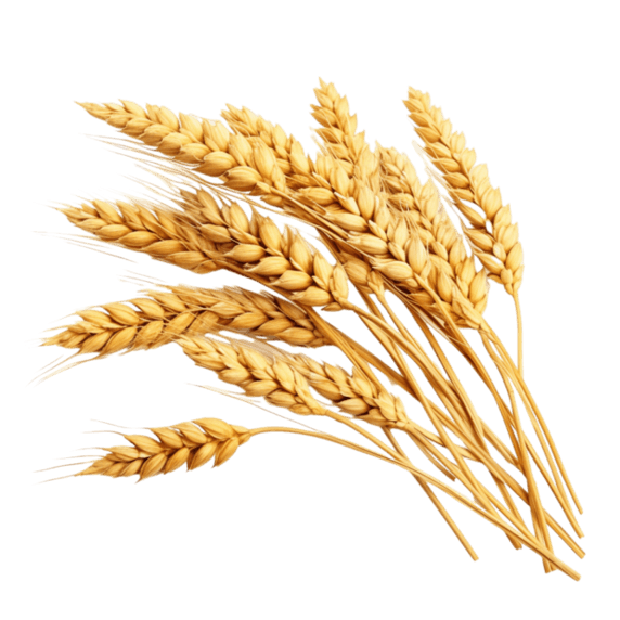 创意图形金黄稻谷元素农作物植物粮食丰收立体免抠图案