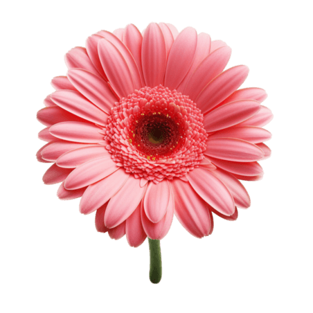 创意质感雏菊植物春天鲜花粉色菊花元素免抠图案