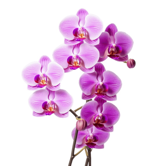 创意春天植物花卉真实紫色蝴蝶兰元素立体免扣图案