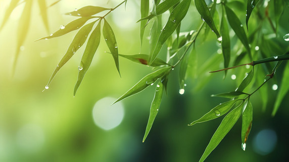 创意春天雨水春雨树叶上的水滴绿色竹叶