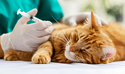 创意宠物医生给猫打针宠物医院医疗健康猫咪
