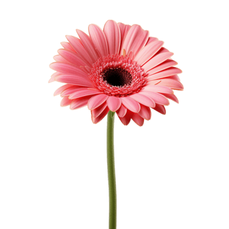 创意春天鲜花雏菊植物纹理粉色菊花元素免抠图案