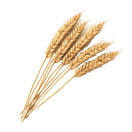 创意质感金黄稻谷农作物植物粮食丰收元素立体免抠图案