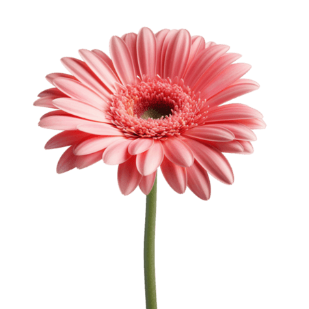 创意特色雏菊植物春天鲜花粉色菊花元素免抠图案
