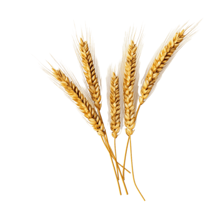 创意真实金黄农作物粮食丰收小麦稻谷元素立体免抠图案