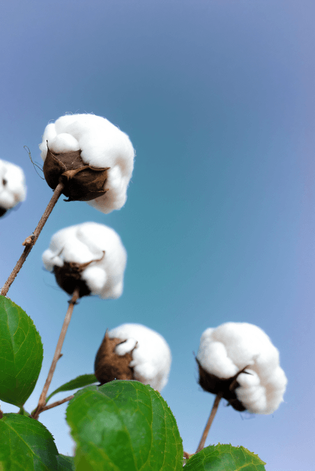 白色的成熟棉花农作物植物家纺原料510