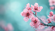 创意植物春季春天粉红色的樱花背景素材