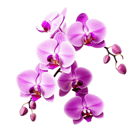 创意图形紫色蝴蝶兰春天植物花卉元素立体免扣图案