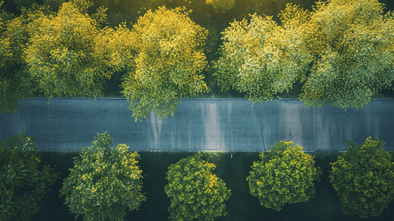 创意春天阳光下俯视森林树木公路植树节的背景图1