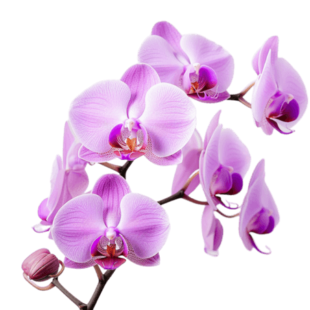 创意春天植物花卉数字艺术紫色蝴蝶兰元素立体免扣图案