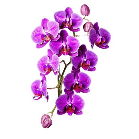 创意ai绘画春天植物花卉紫色蝴蝶兰元素立体免扣图案
