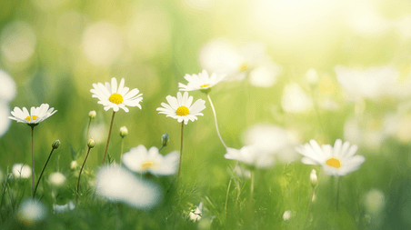 创意春天阳关下草坪上小白花盛开的绿色清新花园背景