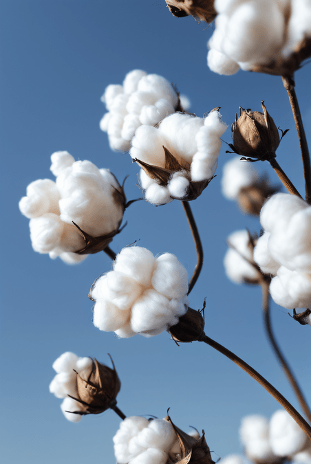创意秋季白色的成熟棉花农作物植物家纺原料