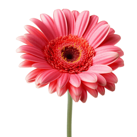 创意简洁粉色菊花元素免抠图案春天鲜花雏菊植物