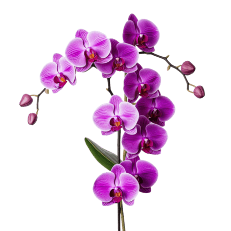 创意简约紫色蝴蝶兰元素春天植物花卉立体免扣图案