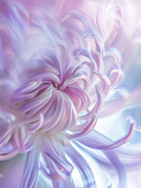 创意一朵美丽的菊花微距抽象艺术感植物花卉花朵