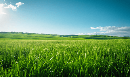 创意自然风景绿色的原野草坪麦田植物草原