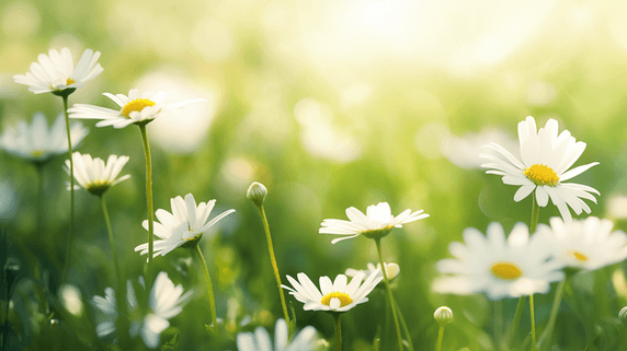 创意春天阳关下草坪上小白花盛开的文艺清新绿色背景1