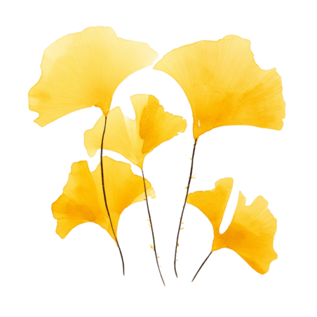 创意植物叶子秋天简洁黄色银杏叶元素免抠图案