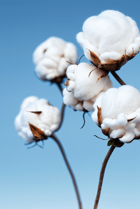 创意白色的成熟棉花农作物植物家纺原料