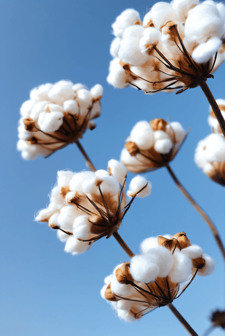 创意秋季白色的成熟棉花植物农作物家纺原料
