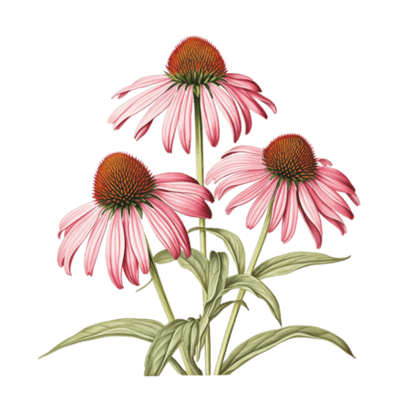 创意艺术粉色花朵春天雏菊植物元素免抠图案