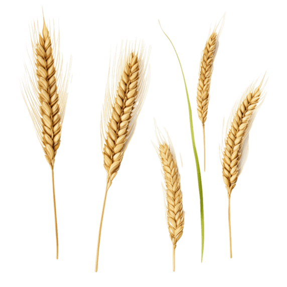 创意农作物植物粮食丰收素材金黄稻谷元素立体免抠图案