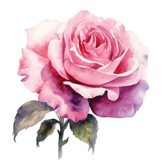 玫瑰花粉色水彩创意写实美丽花朵元素免抠图案