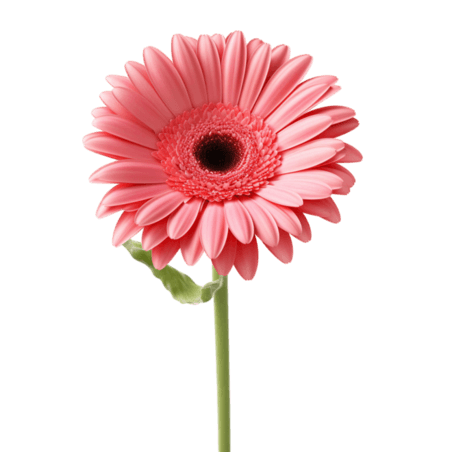 创意雏菊植物春天鲜花写实粉色菊花元素免抠图案