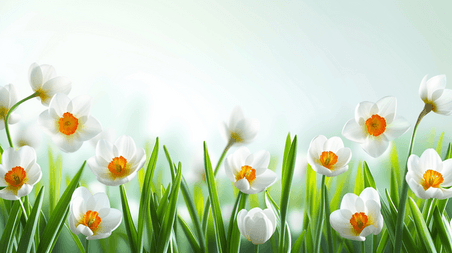 创意文艺春季花朵植物水仙花春天里户外阳光下草坪上花朵背景7