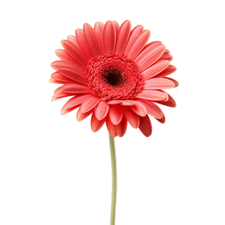 创意雏菊植物春天鲜花造型粉色菊花元素免抠图案