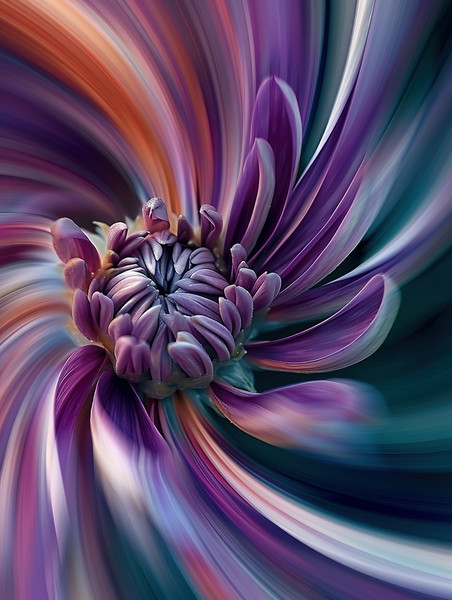 紫色创意一朵美丽的菊花抽象艺术感植物花卉花朵微距